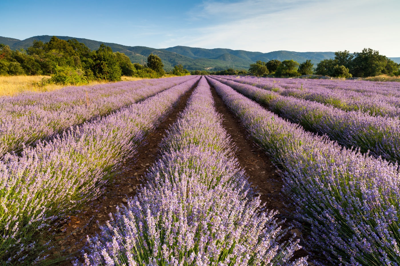 Tendances parfums maison 2025 : durable, genderless et high-tech