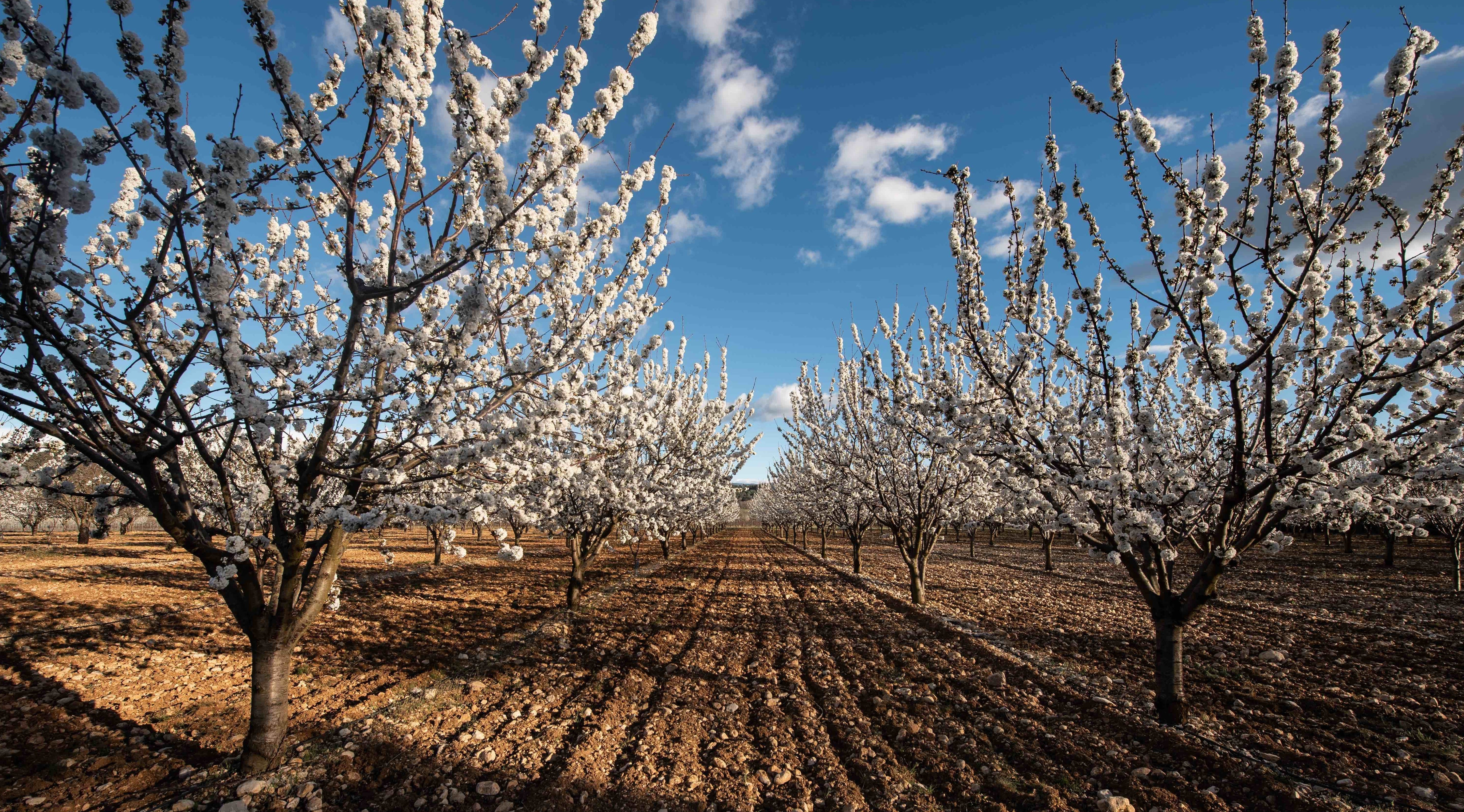 Senteurs du Luberon : lavande, verveine, figue, amandier, cerisier